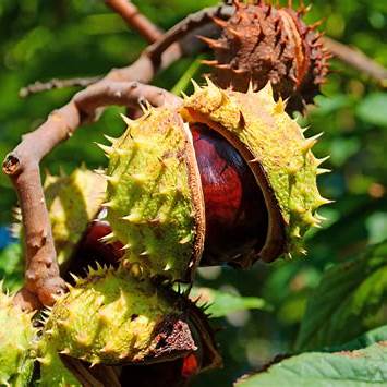 Horse Chestnut: Your Comprehensive Guide to Natural Leg Swelling Relief and Circulation Support
