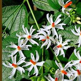 Unlocking the Secrets of Night Jasmine: A Bloom That Heals and Calms the Soul