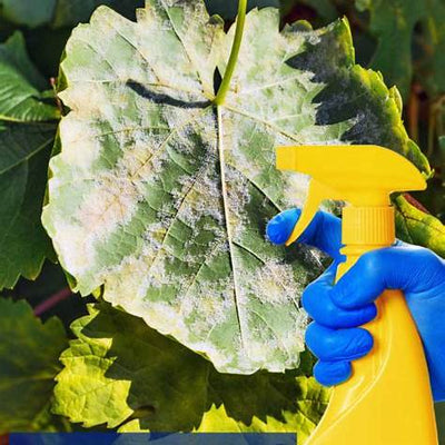 Baking Soda: A Gardener’s Secret Weapon for Pest Control, Disease Prevention & More