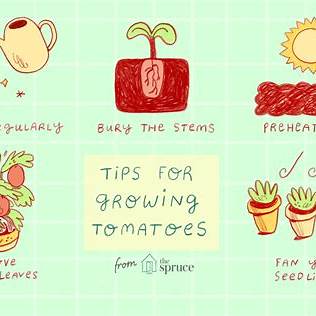 Revolutionary Tomato Growing Hacks for a Bountiful Harvest in 2025