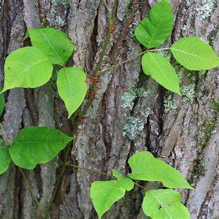 Navigating Nature's Itch: Your Comprehensive Guide to Avoiding Poison Ivy, Oak, and Sumac
