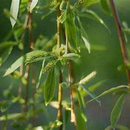 White Willow Bark: Your Comprehensive Guide to Natural Pain Relief