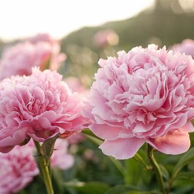 The Profound Symbolism of Peonies: A Guide to Wealth, Love, and Happiness in 2025