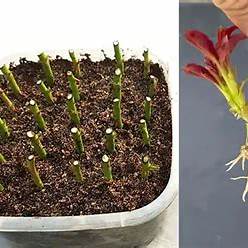 Grow Roses from Cuttings with Homemade Fertilizer: The Ultimate Guide to 100% Success