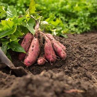 How to Grow Sweet Potatoes Fast and Achieve Big Harvests at Home