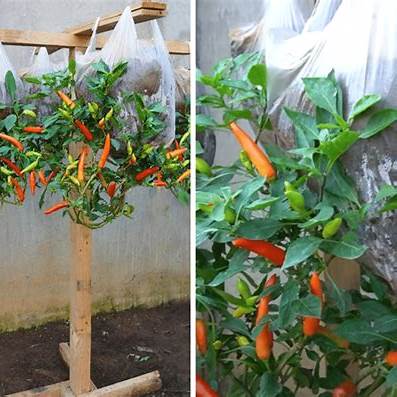 Creative Space-Saving Gardening: How to Grow Peppers in Hanging Plastic Bags