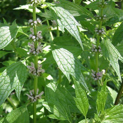 Motherwort: Your Comprehensive Guide to Health Benefits, Traditional Uses & How to Use This Heart-Soothing Herb