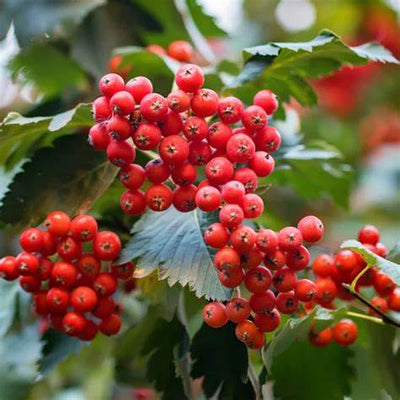 7 Remarkable Ways Hawthorn Heals the Heart and Calms the Body