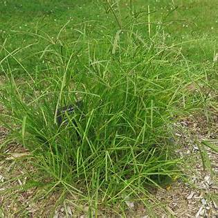 Goosegrass (Eleusine indica) Benefits and Uses: A Gardener’s Guide