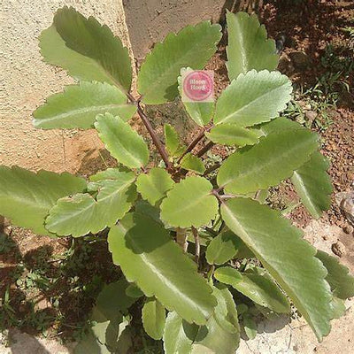 11 Surprising Benefits of the Miracle Leaf of Life (Kalanchoe/Bryophyllum): A Comprehensive Guide