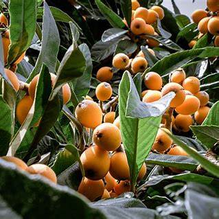 The Ultimate Loquat Tree Guide: Cultivating Your Own Sunny, Fruitful Beauty