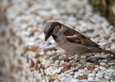 Top Birds That Eat Garden Pests: Natural Pest Control for Your Yard