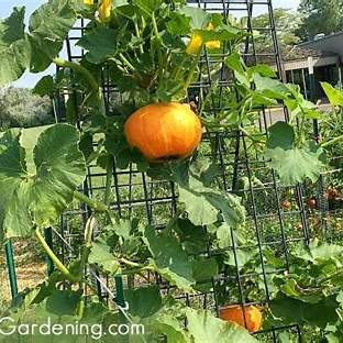 Space-Saving Vertical Trellis Techniques for Growing Cucumbers, Pumpkins & Squash