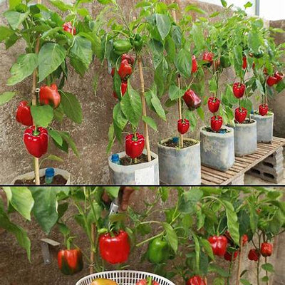 How to Grow Bell Peppers at Home for Abundant Harvests: The Ultimate Guide