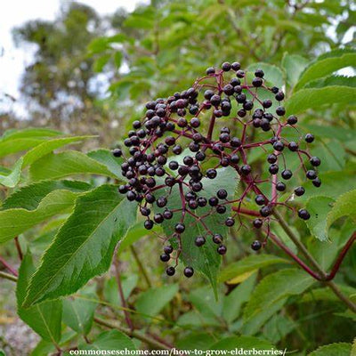 Top Immune Boosting Herbs to Strengthen Your Natural Defenses