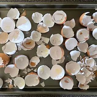 Unlock Your Garden's Potential: The Surprising Benefits of Baking Eggshells for Plants