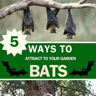 Why Your Garden Needs Bats: Natural Pest Control with Nighttime Garden Heroes