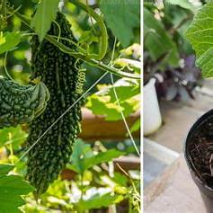 Growing Bitter Melon in Containers: A Complete Guide for Urban Gardeners