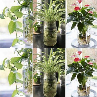 7 Beautiful Plants That Grow and Bloom in Water Without Soil: Your Comprehensive Guide to Effortless Indoor Gardening in 2025
