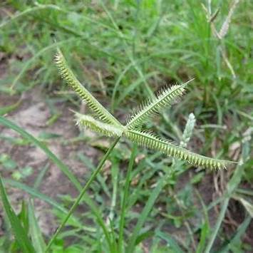 Crowfoot Grass Benefits: Unearthing the Healing Powers of an Overlooked Weed