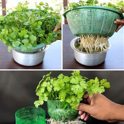 Easy Guide to Growing Coriander in Containers from Seed: A Comprehensive 2025 Guide