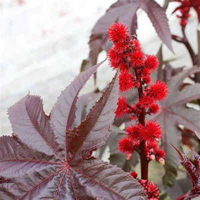 The Castor Bean Plant: Nature’s Paradox of Beauty and Danger