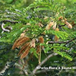 The Remarkable Benefits of Aridan (Tetrapleura tetraptera): A Comprehensive Guide to Health, Uses & Science in 2025