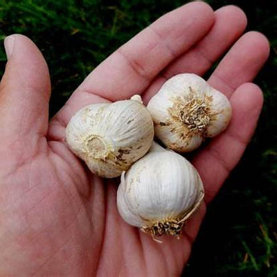 Unlock Potent Health Benefits: Why Chewing Raw Garlic on an Empty Stomach is the Unexpected Wellness Ritual You Need in 2025