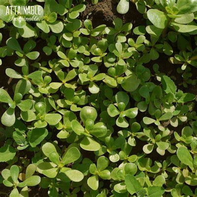 Don’t Pull That Superfood! Why You Shouldn’t Kill Purslane in Your Garden (And How to Use It)