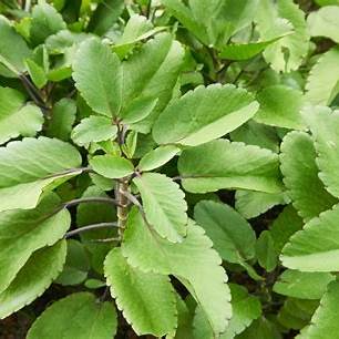 11 Surprising Benefits of the Miracle Leaf of Life (Bryophyllum pinnatum): A Comprehensive Guide