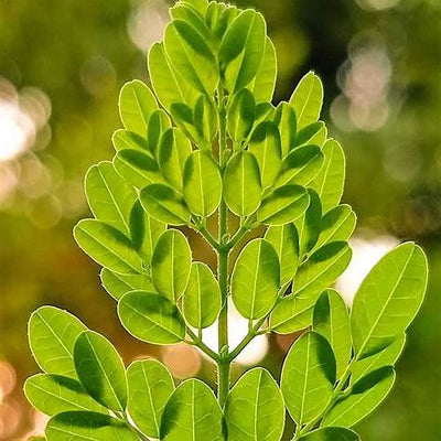 Unlocking the Power of Moringa: Your Comprehensive Guide to the Miracle Tree's Health Benefits and Uses in 2025