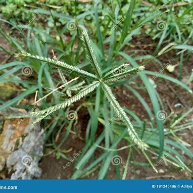 Goosegrass (Eleusine Indica): 20 Powerful Benefits and How to Use It for Health and Wellness