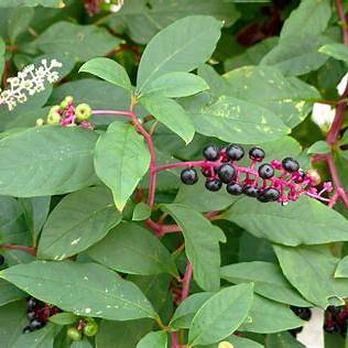 Pokeweed: Attractive But Deadly—How to Identify, Manage & Remove It from Your Yard