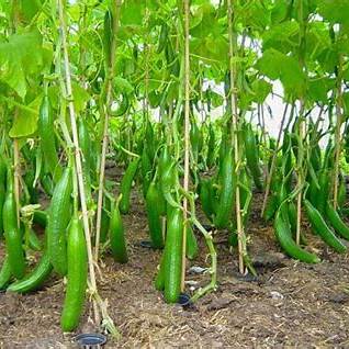Maximizing Cucumber Harvests with Natural Fertilizers: A Complete Grower's Guide