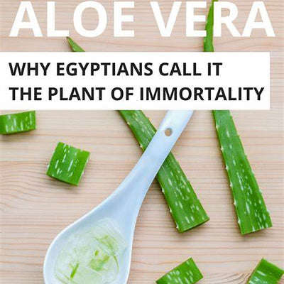 Aloe Vera: The Natural Super Remedy That Fights Bacteria & Fungi