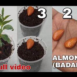 The Ultimate Guide to Growing Almond Trees from Seed: From Sprout to Harvest