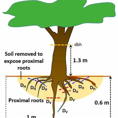 Optimizing Tree Health: Strategic Fertilizer Application & Root Development