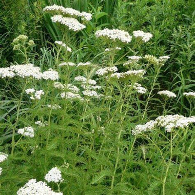 Yarrow: The Healing Garden Herb That Can Save the Day