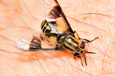 Deer Fly Bites: Your Ultimate Guide to Prevention, Treatment, and Understanding These Pesky Pests