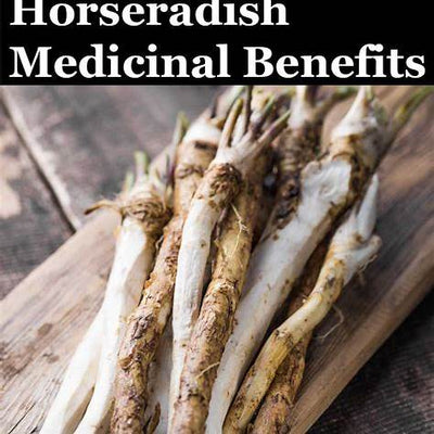Horseradish Medicinal Benefits: Natural Remedy Power You Can Grow at Home