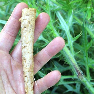 Bull Thistle Root: Unearthing the Deep Health Benefits, Ancient Uses, and Preparation Secrets of Cirsium vulgare Root