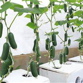 Cultivating Baby Cucumbers at Home: A Comprehensive Guide for Beginners and Beyond
