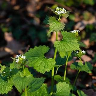 Garlic Mustard Benefits: The Overlooked Herb for Eye and Overall Health in 2025