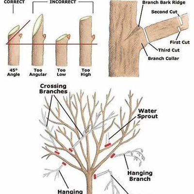 How to Prune an Oak Tree Without Harming It: A Complete Guide for 2025