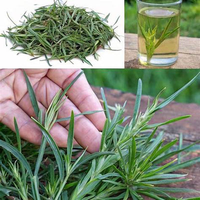 Goosegrass (Eleusine indica): Unveiling the Benefits and Uses of This Common Weed