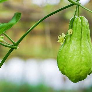 Chayote Remedy: Unlocking Nature's Secrets for Pain, Swelling, Blood Pressure & Cholesterol Control in 2025