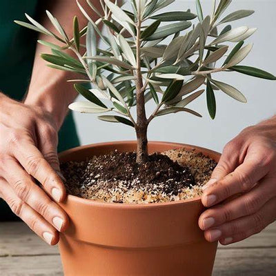 Cultivating a Mediterranean Oasis: A Comprehensive Guide to Growing Olive Trees from Seed in Pots