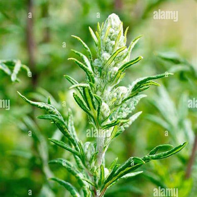 Mugwort (Artemisia Vulgaris): A Comprehensive Guide to its 20 Incredible Benefits and Uses in 2025