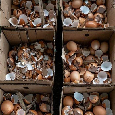 Don’t Toss Eggshells: Garden Gold for Soil, Plants & Compost