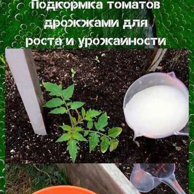 Boost Tomato Yield with Natural Top-Dressings: Milk, Yeast & DIY Mixes